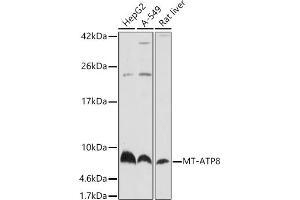 Western blot analysis of extracts of various cell lines, using MT- antibody (ABIN7268594) at 1:1920 dilution. (Mitochondrially Encoded ATP Synthase 8 (MT-ATP8) 抗体)
