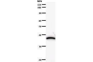 Western Blotting (WB) image for anti-HIRA Interacting Protein 3 (HIRIP3) antibody (ABIN931125) (HIRIP3 抗体)