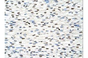 Image no. 1 for anti-Nuclear RNA Export Factor 3 (NXF3) (AA 435-484) antibody (ABIN203198) (NXF3 抗体  (AA 435-484))