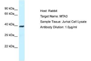 Host: Rabbit Target Name: MTA3 Sample Type: Jurkat Whole Cell lysates Antibody Dilution: 1. (MTA3 抗体  (N-Term))