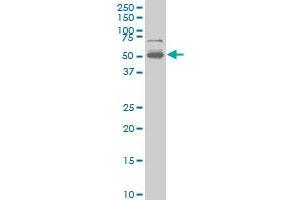 PHF1 monoclonal antibody (M03), clone 2A12 Western Blot analysis of PHF1 expression in K-562 . (PHF1 抗体  (AA 2-100))