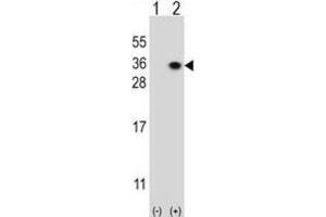 Western Blotting (WB) image for anti-Heparan Sulfate 2-O-Sulfotransferase 1 (HS2ST1) antibody (ABIN3003382) (HS2ST1 抗体)
