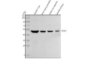 Western blot analysis of GATA3 using anti-GATA3 antibody (A).