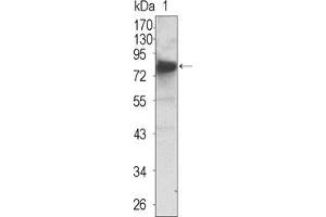 Western blot analysis using NTRK3 mouse mAb against extracellular domain of human NTRK3 (aa32-429). (NTRK3 抗体  (AA 32-429))