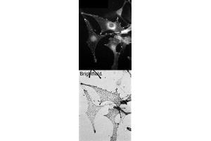 Wild-type C57bl6 derived melanocytes were stained with (ABIN184753) (0. (Melanophilin 抗体  (C-Term))