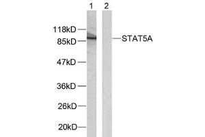 Western blot analysis of extracts from HeLa cells using STAT5A (Ab-780) antibody (E021049). (STAT5A 抗体)
