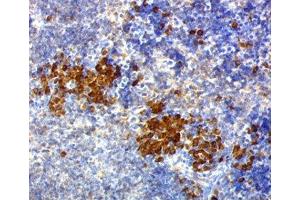 IHC testing of mouse spleen stained with CD63 antibody (NKI/C3). (CD63 抗体)