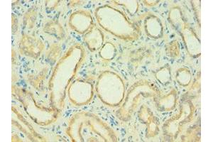 Immunohistochemistry of paraffin-embedded human kidney tissue using ABIN7146169 at dilution of 1:100 (C4BPB 抗体  (AA 18-252))