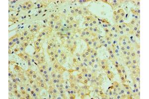 Immunohistochemistry of paraffin-embedded human adrenal gland tissue using ABIN7172247 at dilution of 1:100 (TRAF6 抗体  (AA 1-522))