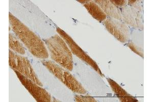 Image no. 1 for anti-Succinate Dehydrogenase Complex, Subunit C, Integral Membrane Protein, 15kDa (SDHC) (AA 1-170) antibody (ABIN466089)