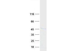 Validation with Western Blot