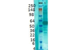 Western Blot analysis of Rat brain membrane lysate showing detection of VGLUT1 protein using Mouse Anti-VGLUT1 Monoclonal Antibody, Clone S28-9 (ABIN1027710). (SLC17A7 抗体  (AA 493-560))
