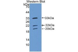 Western Blotting (WB) image for anti-Collectin Sub-Family Member 10 (C-Type Lectin) (COLEC10) (AA 34-277) antibody (ABIN1858423) (COLEC10 抗体  (AA 34-277))