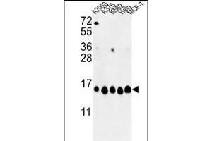 Western blot analysis of HIST1H2AH Antibody (N-term) (ABIN652767 and ABIN2842504) in , , K562, Hela, MCF-7 cell line lysates (35 μg/lane). (HIST1H2AH 抗体  (N-Term))