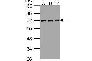 Western Blotting (WB) image for anti-Nucleoporin 62kDa (NUP62) antibody (ABIN2856548)