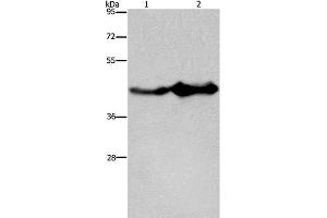 Western Blot analysis of Mouse liver and brain tissue using GLUL Polyclonal Antibody at dilution of 1:600 (GLUL 抗体)