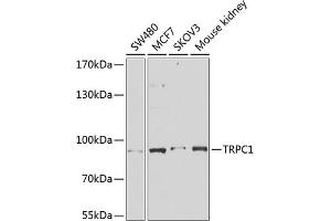Western blot analysis of extracts of various cell lines, using TRPC1 antibody (ABIN6133942, ABIN6149568, ABIN6149571 and ABIN6216183) at 1:1000 dilution. (TRPC1 抗体  (AA 400-500))