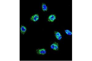 Confocal immunofluorescent analysis of FLNA Antibody  (ABIN392193 and ABIN2841898) with Hela cell followed by Alexa Fluor 488-conjugated goat anti-rabbit lgG (green).