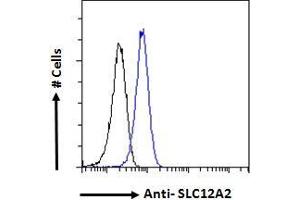 ABIN570824 Flow cytometric analysis of paraformaldehyde fixed HeLa cells (blue line), permeabilized with 0. (SLC12A2 抗体  (Internal Region))