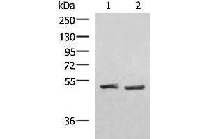 Western blot analysis of Human cerebella tissue K562 cell lysates using RRP8 Polyclonal Antibody at dilution of 1:1000 (RRP8 抗体)