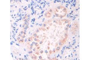 IHC-P analysis of kidney tissue, with DAB staining. (GAS6 抗体  (AA 503-664))