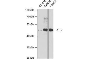 Western blot analysis of extracts of various cell lines, using  antibody  at 1:1000 dilution. (AFT7 抗体  (AA 1-117))