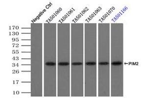 Image no. 2 for anti-Proto-Oncogene Pim-2 (Serine Threonine Kinase) (PIM2) antibody (ABIN1500220) (PIM2 抗体)