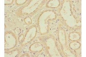 Immunohistochemistry of paraffin-embedded human kidney tissue using ABIN7167443 at dilution of 1:100 (REEP3 抗体  (AA 80-255))