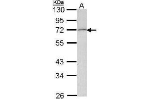 WB Image Sample (30 ug of whole cell lysate) A: Molt-4 , 10% SDS PAGE antibody diluted at 1:1000 (Lipoprotein Lipase 抗体)