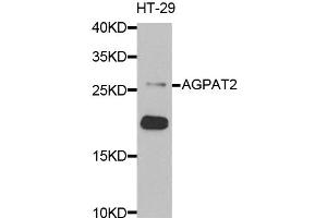 Western blot analysis of extracts of HT-29 cells, using AGPAT2 antibody (ABIN5973903) at 1/1000 dilution. (AGPAT2 抗体)