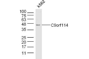 K562 lysates probed with C9orf114 Polyclonal Antibody, Unconjugated  at 1:300 dilution and 4˚C overnight incubation. (C9orf114 抗体)