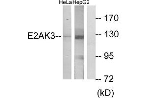 Western blot analysis of extracts from HeLa cells and HepG2 cells, using E2AK3 antibody. (PERK 抗体  (N-Term))