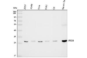 anti-Peroxiredoxin 4 (PRDX4) (AA 178-2081), (C-Term) antibody