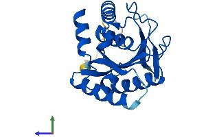 Protein Structure (PS) image for COX4 Neighbor (COX4NB) (AA 1-210) protein (His tag) (ABIN7547312)