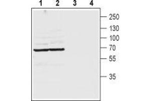 Western blot analysis of rat (lanes 1 and 3) and mouse (lanes 2 and 4) brain lysates: - 1,2. (Pannexin 2 抗体  (1st Extracellular Loop))