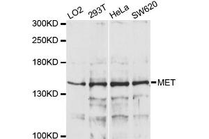 Western blot analysis of extracts of various cell lines, using MET antibody (ABIN1873686) at 1:1000 dilution. (c-MET 抗体)