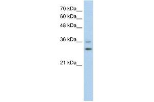 WB Suggested Anti-FOXQ1 Antibody Titration:  0. (FOXQ1 抗体  (N-Term))