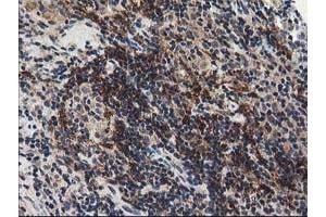 Image no. 1 for anti-N-Acyl Phosphatidylethanolamine phospholipase D (NAPEPLD) antibody (ABIN1499643) (NAPEPLD 抗体)