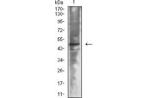 Western blot analysis using Neurod mouse mAb against WERI-Rb-1 cell lysate.