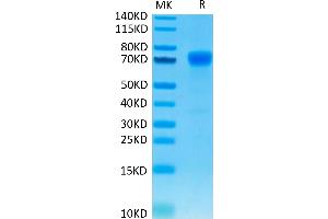 SDS-PAGE (SDS) image for CD274 (PD-L1) (AA 19-238) protein (mFc Tag) (ABIN7275431)