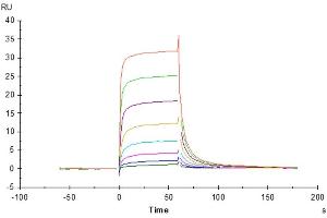 Surface Plasmon Resonance (SPR) image for Fc gamma RII (CD32) (AA 17-208) protein (His tag) (ABIN7274645)