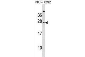 Western Blotting (WB) image for anti-CD300c (CD300C) antibody (ABIN2999034) (CD300c 抗体)