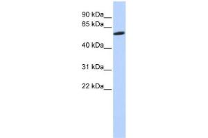 WB Suggested Anti-ZNF454 Antibody Titration:  0. (ZNF454 抗体  (N-Term))
