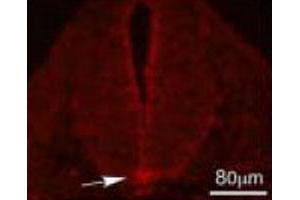 Immunofluorescence analysis of mouse spinal cord, using Enpp2 polyclonal antibody  .