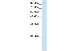 WB Suggested Anti-TCEB3 Antibody Titration:  7. (TCEB3 抗体  (C-Term))