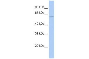 GOPC antibody used at 1 ug/ml to detect target protein. (GOPC 抗体  (N-Term))