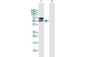 Western Blot analysis of LGMN expression in transfected 293T cell line by LGMN MaxPab polyclonal antibody. (LGMN 抗体  (AA 1-433))