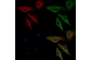 ABIN6264127 and ABIN6276381 staining  cells by IF/ICC. (PEBP1 抗体  (C-Term))