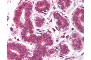 Anti-EGLN2 / PHD1 antibody IHC of human breast. (PHD1 抗体  (AA 58-107))