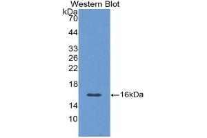 Detection of Recombinant CGRP, Rat using Polyclonal Antibody to Calcitonin Gene Related Peptide (CGRP) (CGRP 抗体  (AA 1-134))